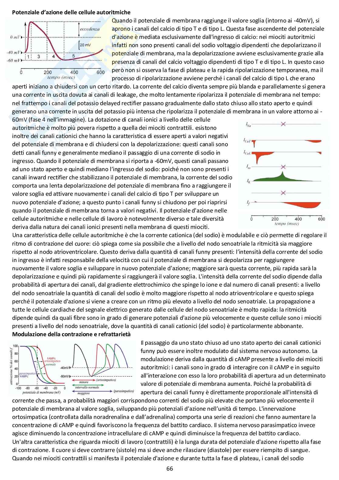 Fisiologia generale - Appunti d'esame completi Pag. 66