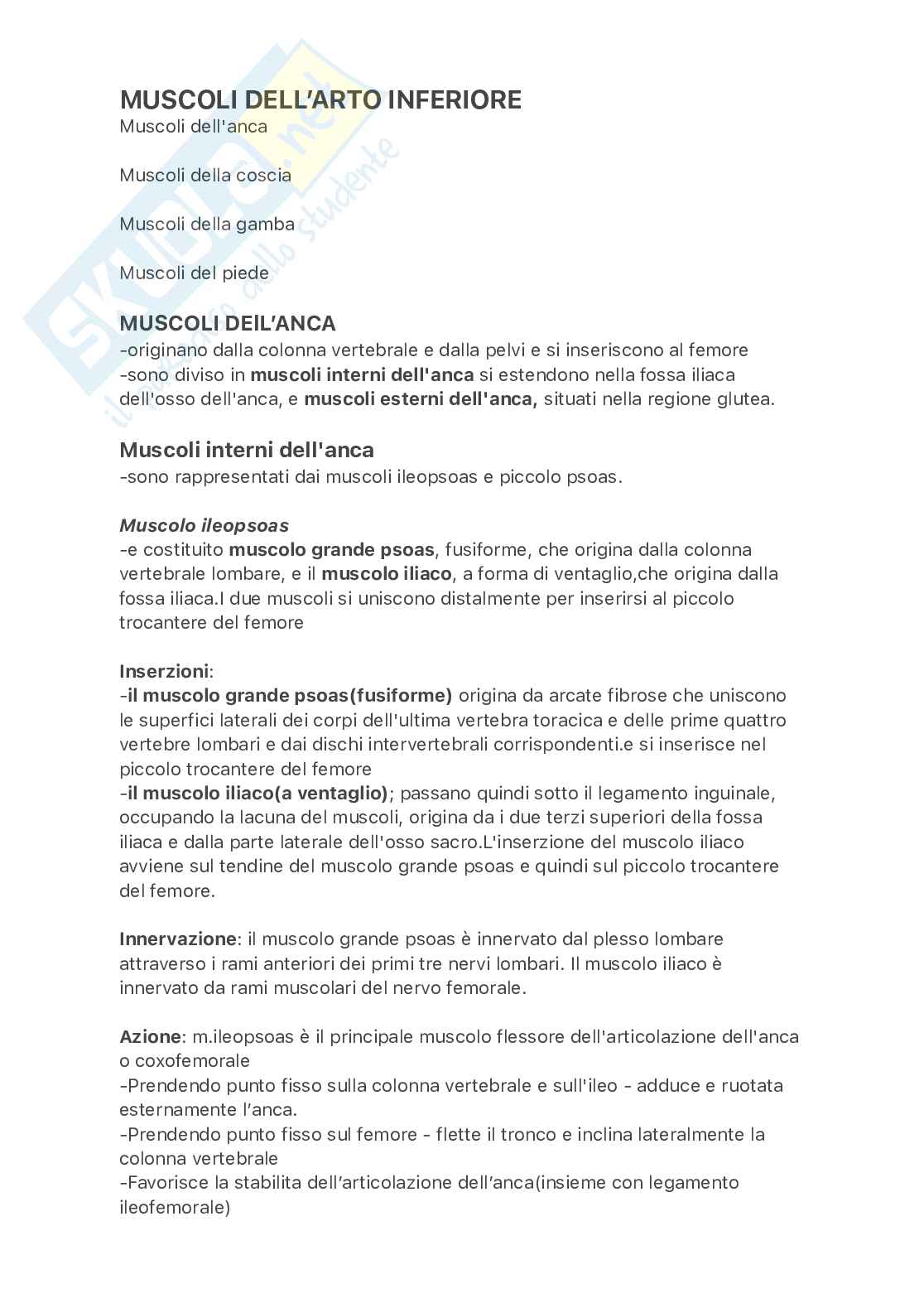 Muscoli dell'arto inferiore Pag. 1