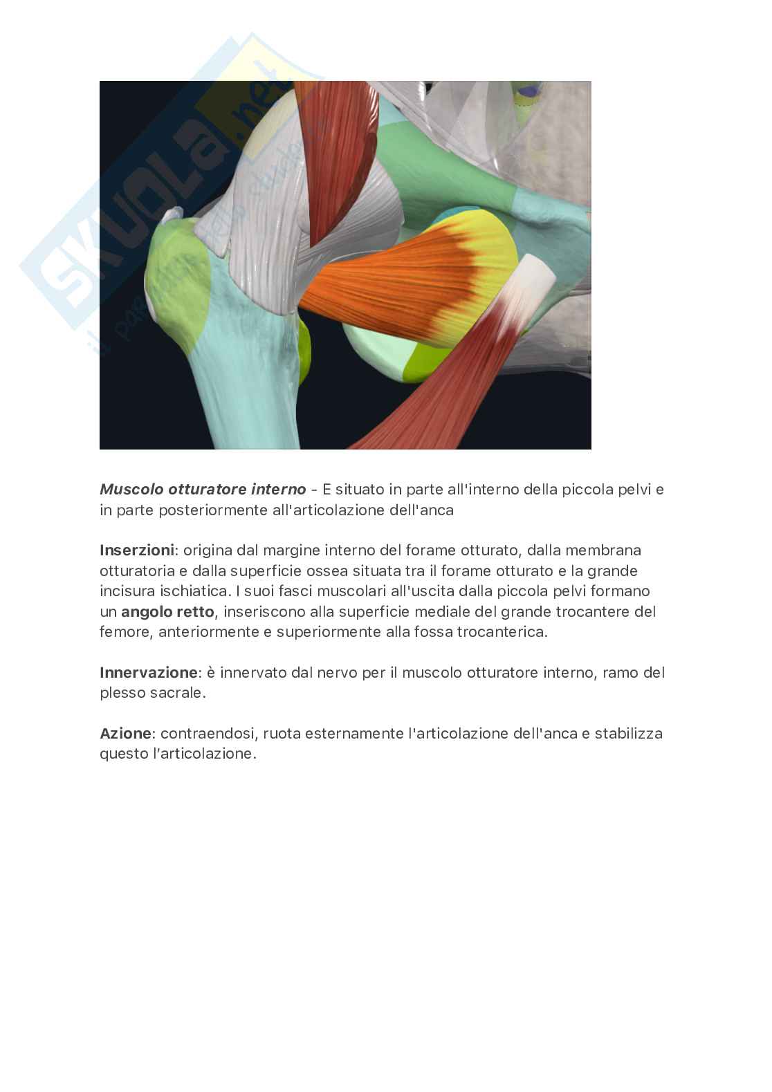 Muscoli dell'arto inferiore Pag. 11