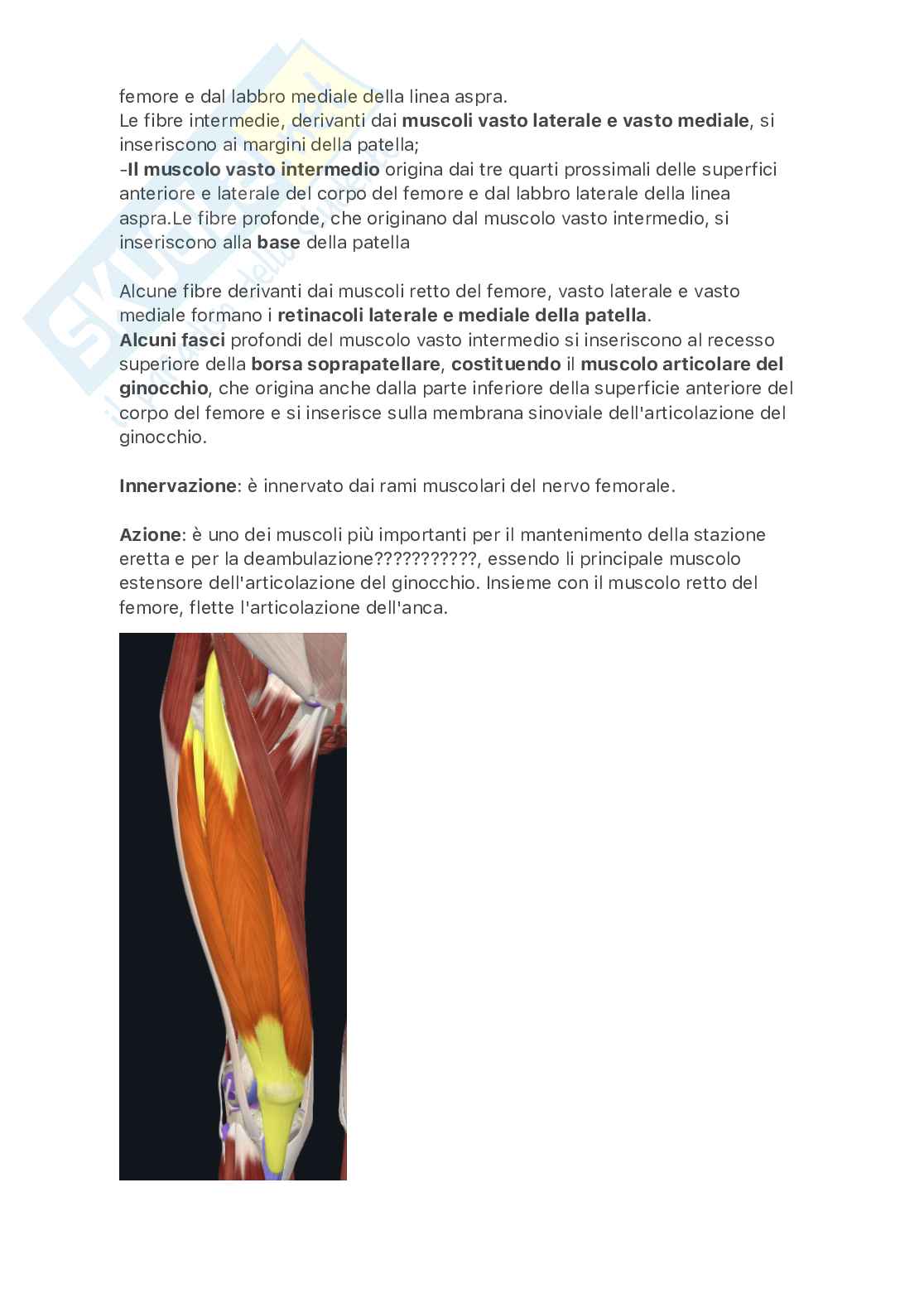 Muscoli dell'arto inferiore Pag. 16