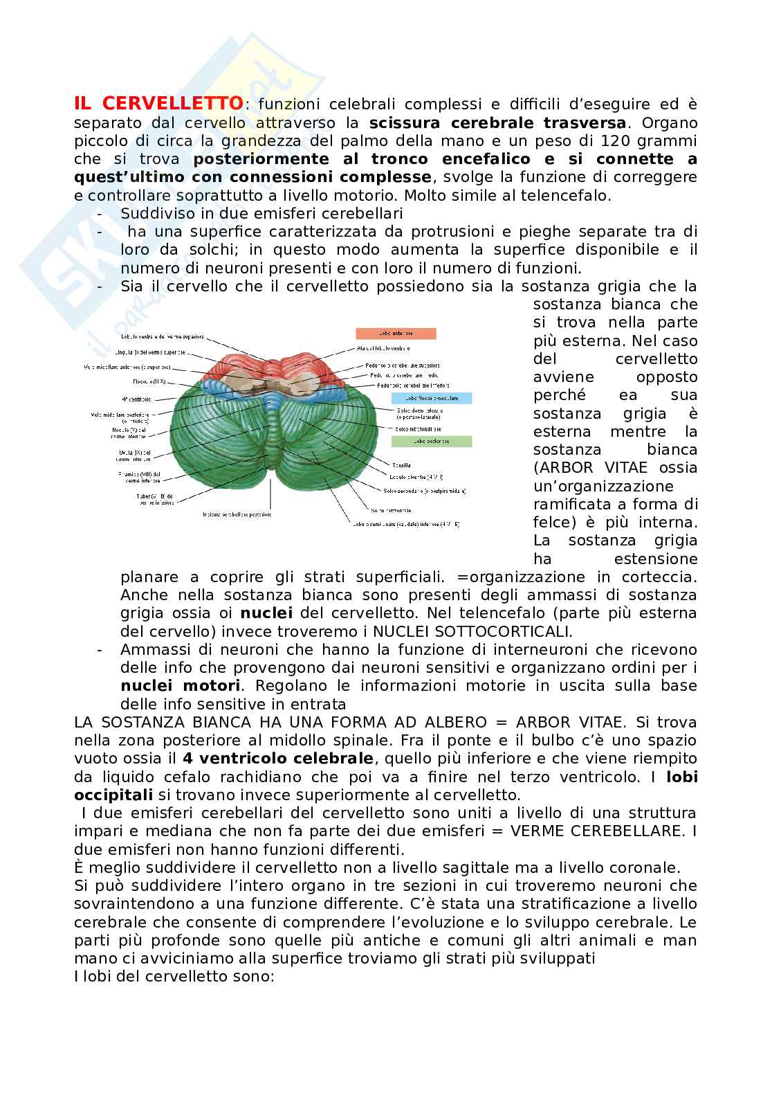 Riassunto esame Anatomia, Prof. Gibelli Daniele, libro consigliato Anatomia Umana , K.Saladin Pag. 1