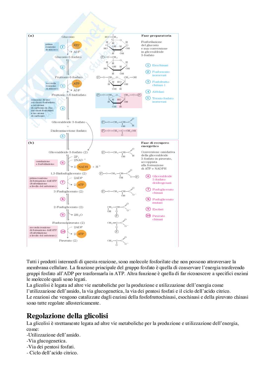 Appunti di Biochimica agraria Pag. 61