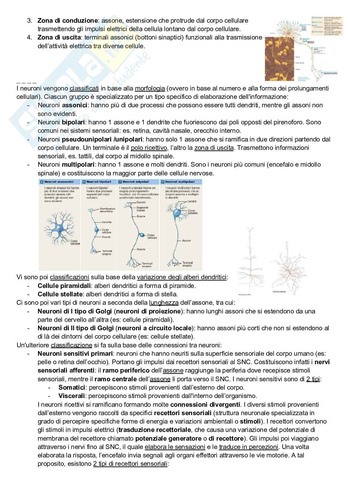 Riassunto esame Neuroscienze cognitive, Prof. Pellicciari Maria Concetta, libro consigliato Neuroscienze, Esplorando il cervello, Bear, Connors, Paradiso Pag. 16