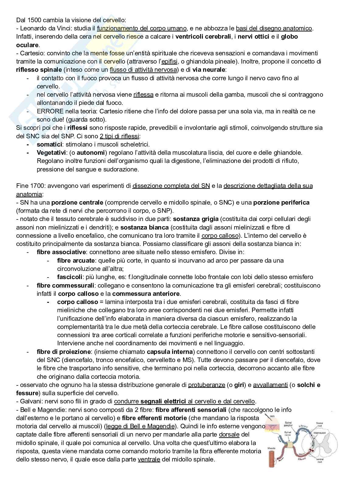 Riassunto esame Neuroscienze cognitive, Prof. Pellicciari Maria Concetta, libro consigliato Neuroscienze, Esplorando il cervello, Bear, Connors, Paradiso Pag. 2