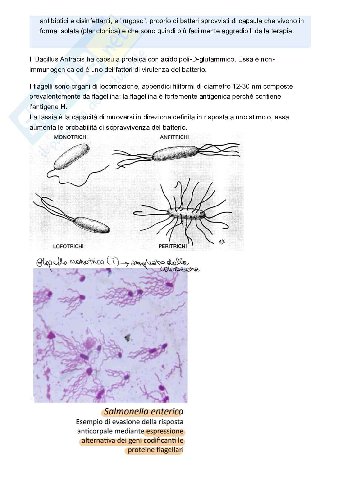 Microbiologia Pag. 11