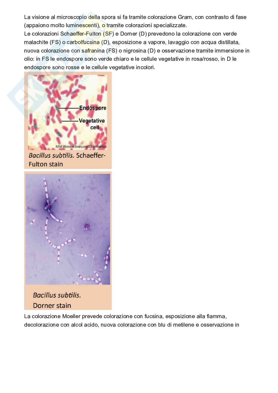 Microbiologia Pag. 16