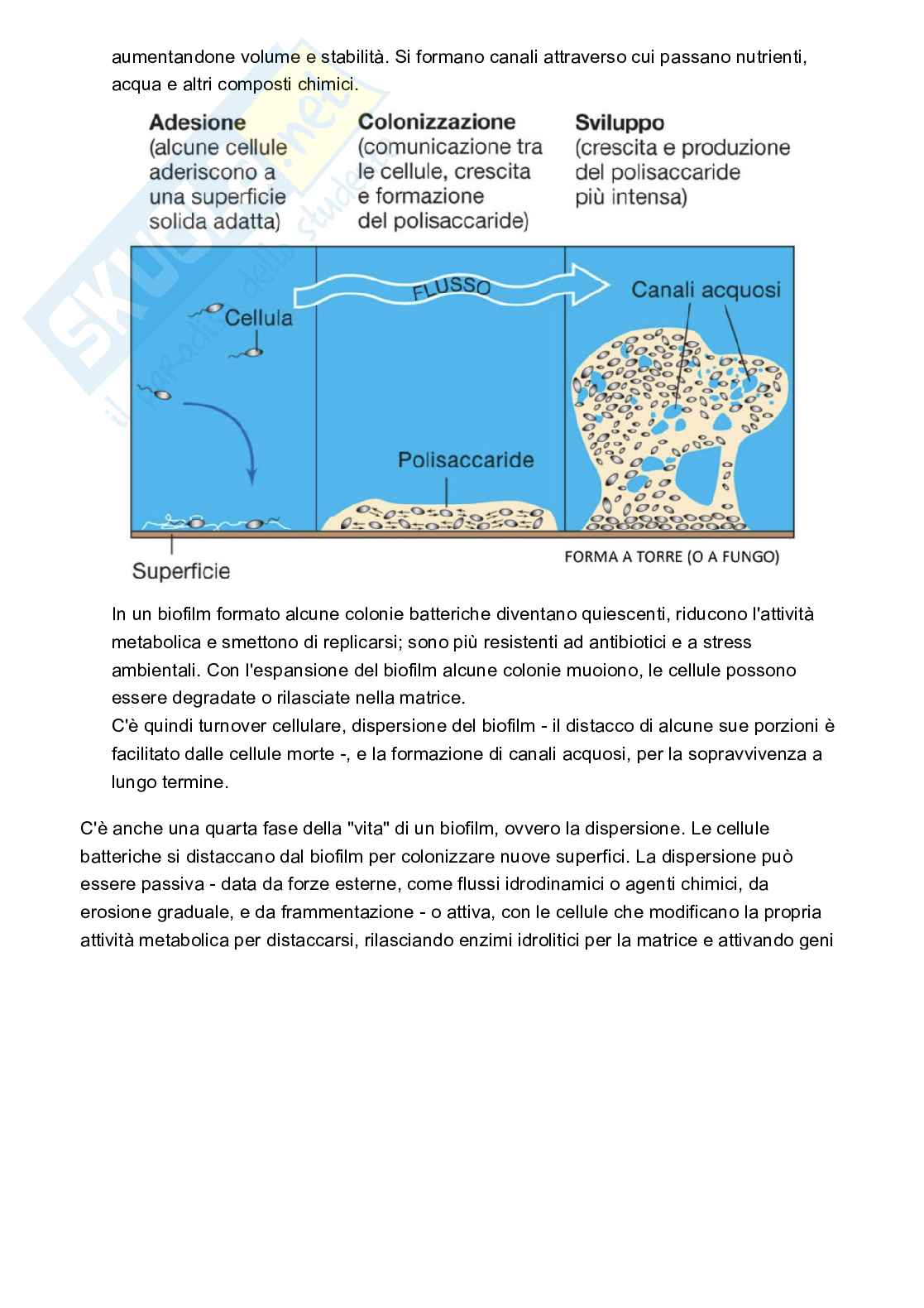 Microbiologia Pag. 21