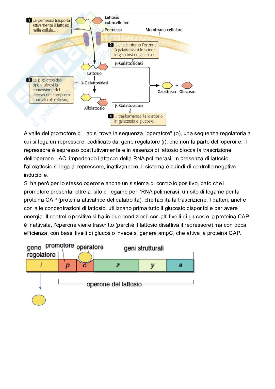 Microbiologia Pag. 31