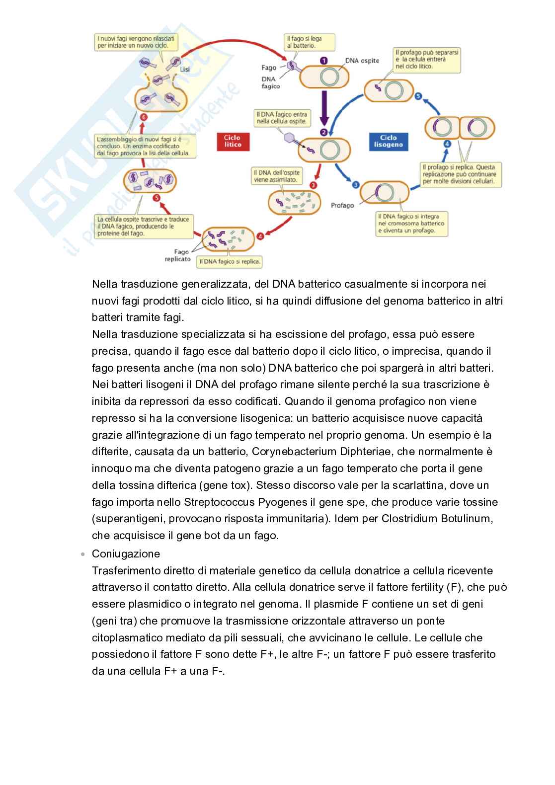 Microbiologia Pag. 36