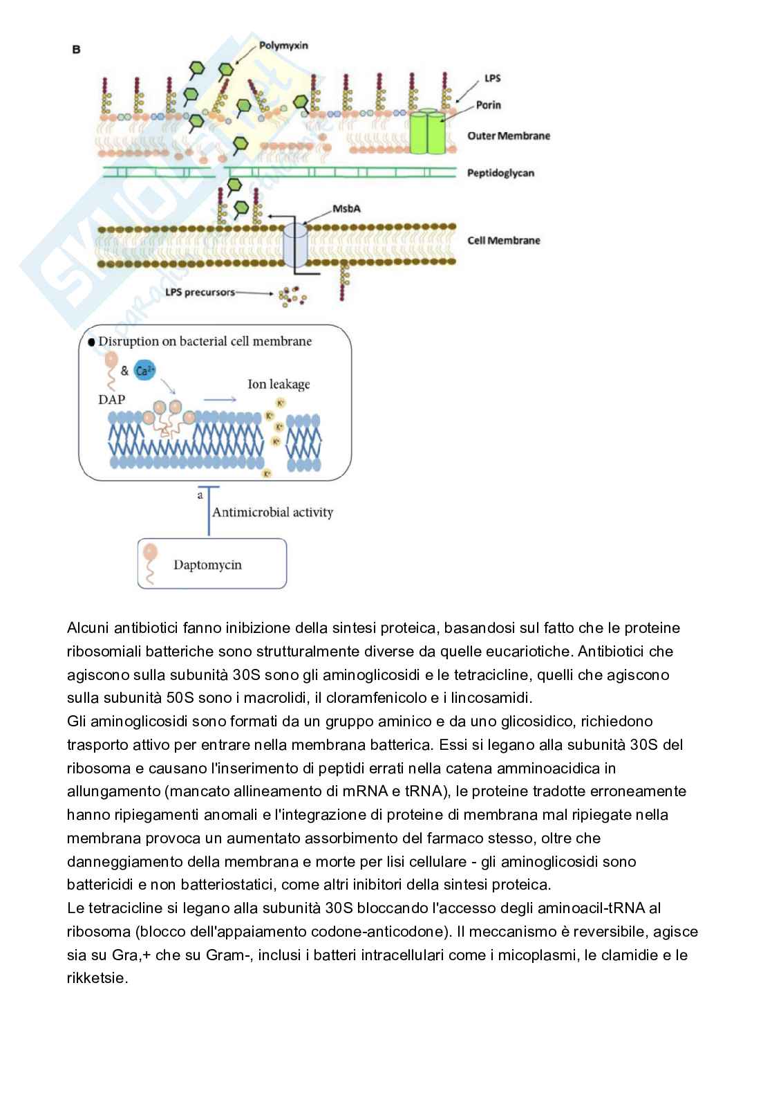 Microbiologia Pag. 41