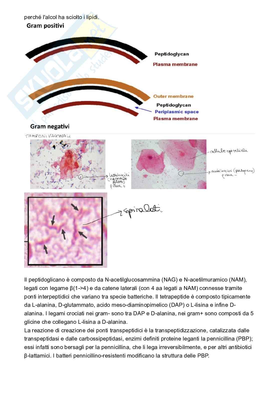 Microbiologia Pag. 6