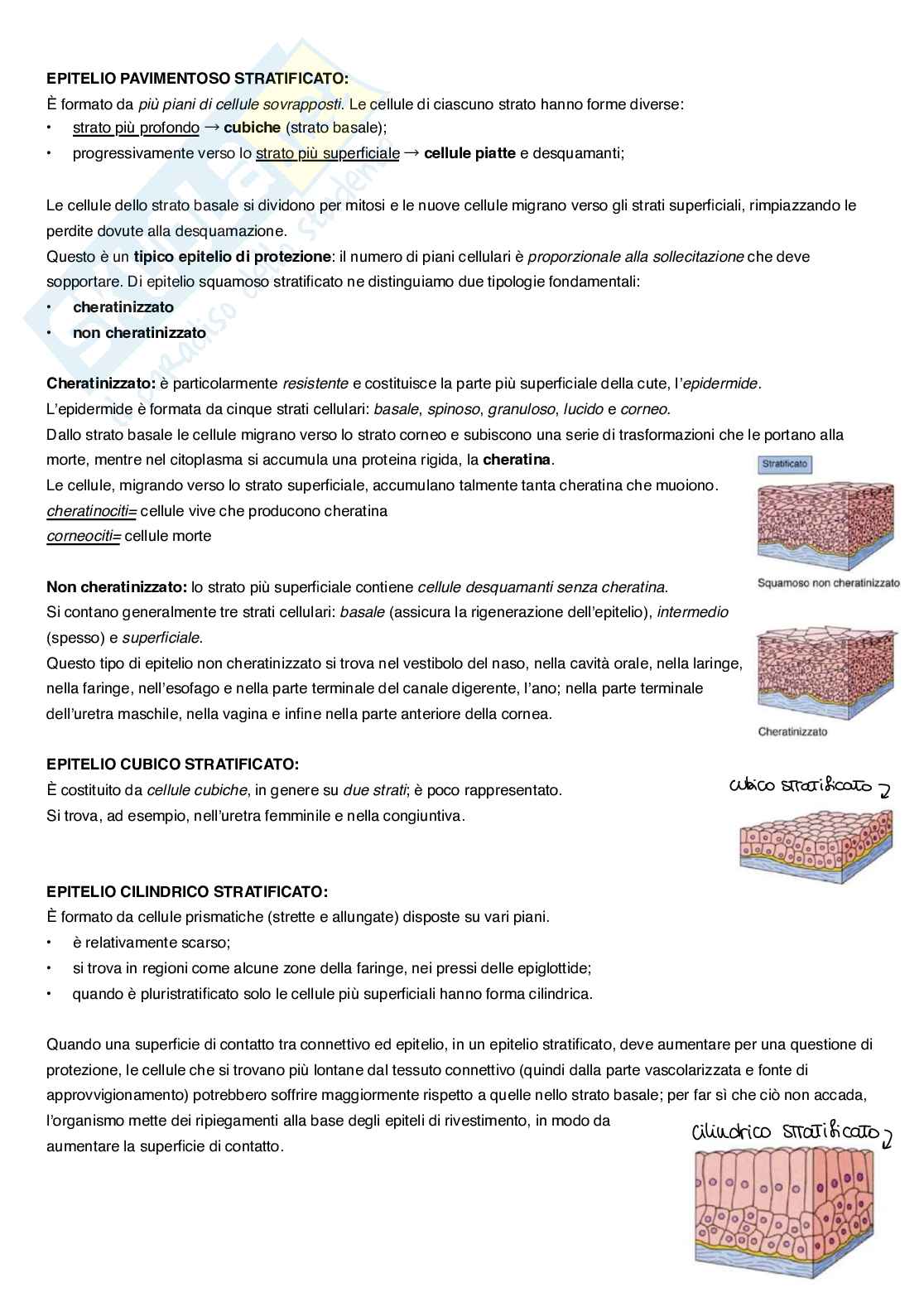Appunti completi di Anatomia umana Pag. 6