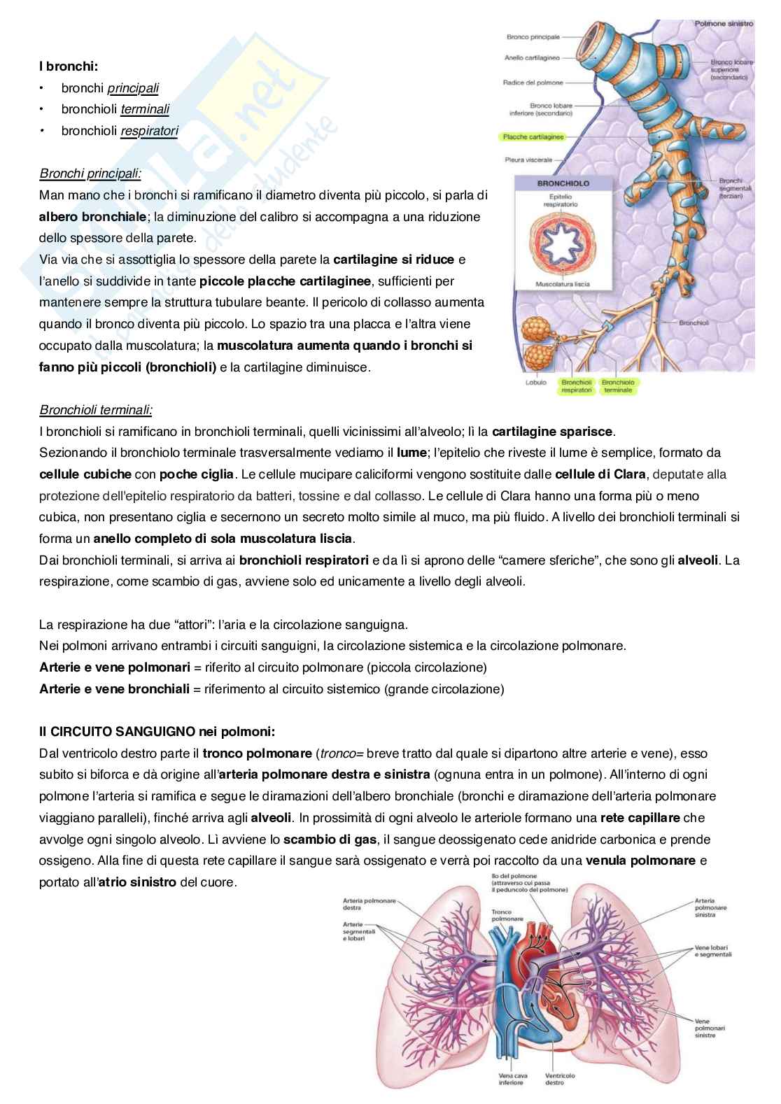 Appunti completi di Anatomia umana Pag. 61