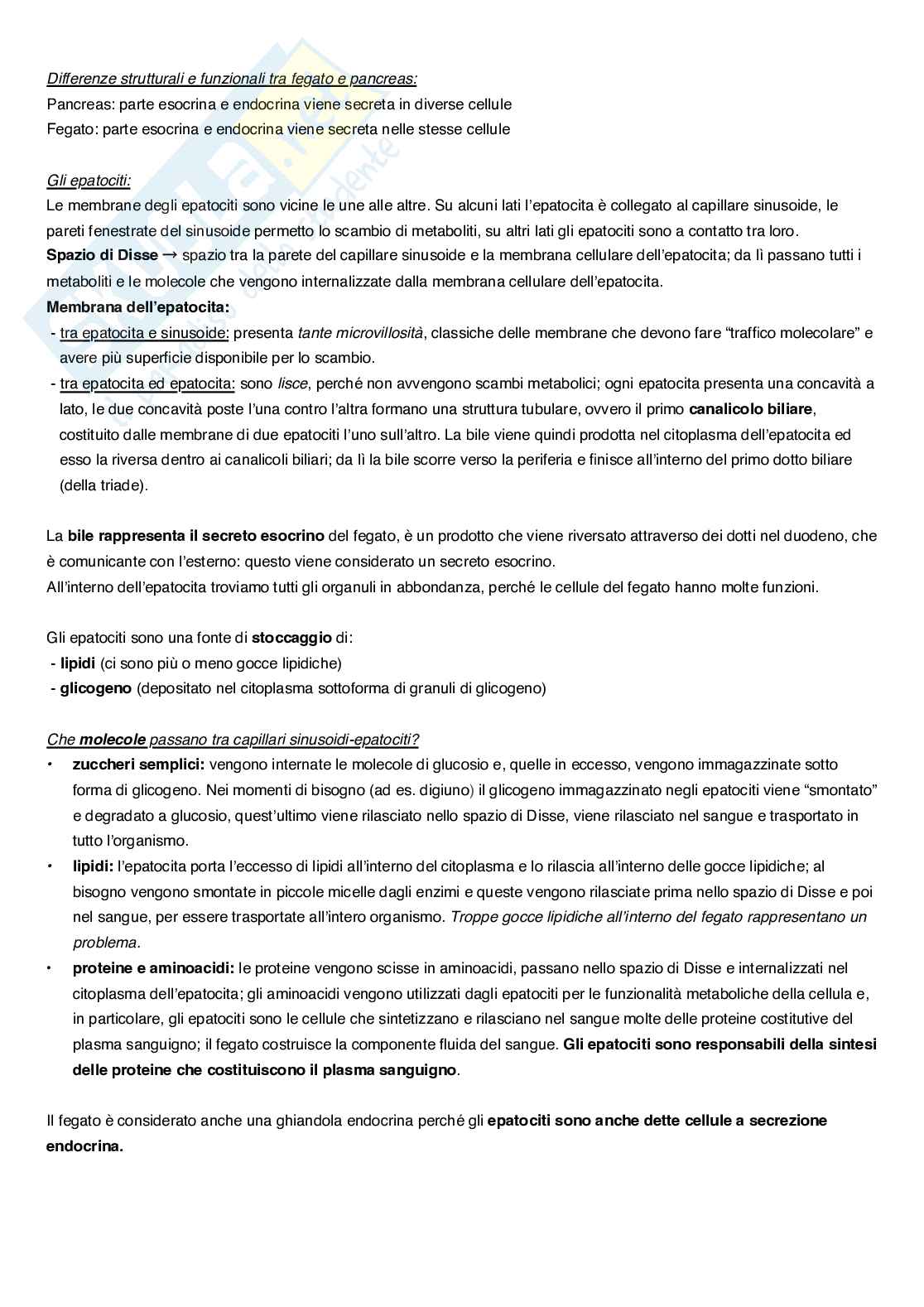 Appunti completi di Anatomia umana Pag. 76