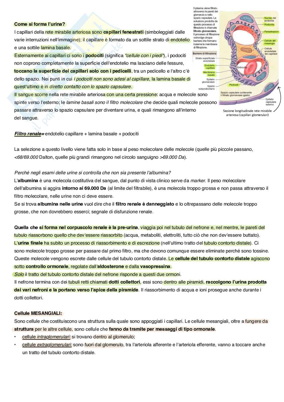 Appunti completi di Anatomia umana Pag. 86