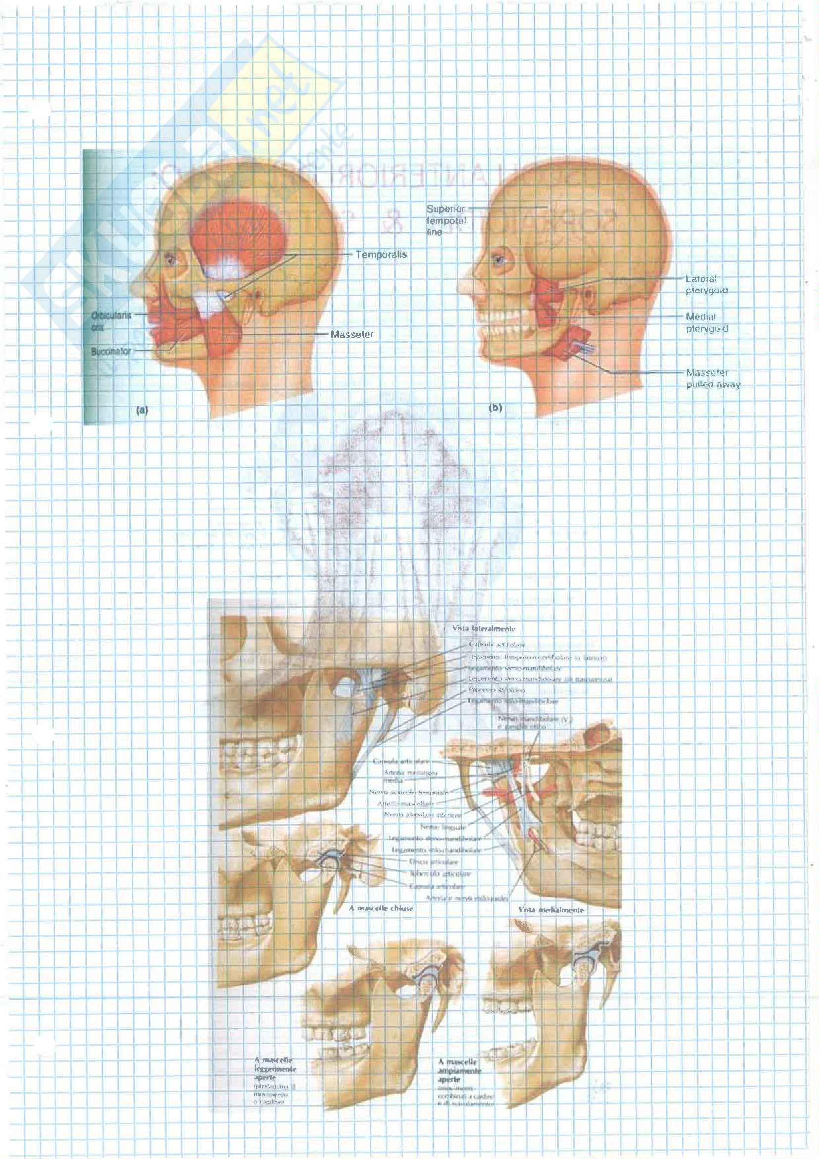 1-2 Esoneri(Tessuti Ossa Articolazioni Muscoli) Pag. 46