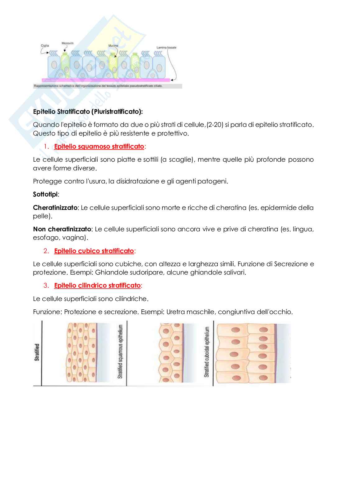 Anatomia e istologia Pag. 16
