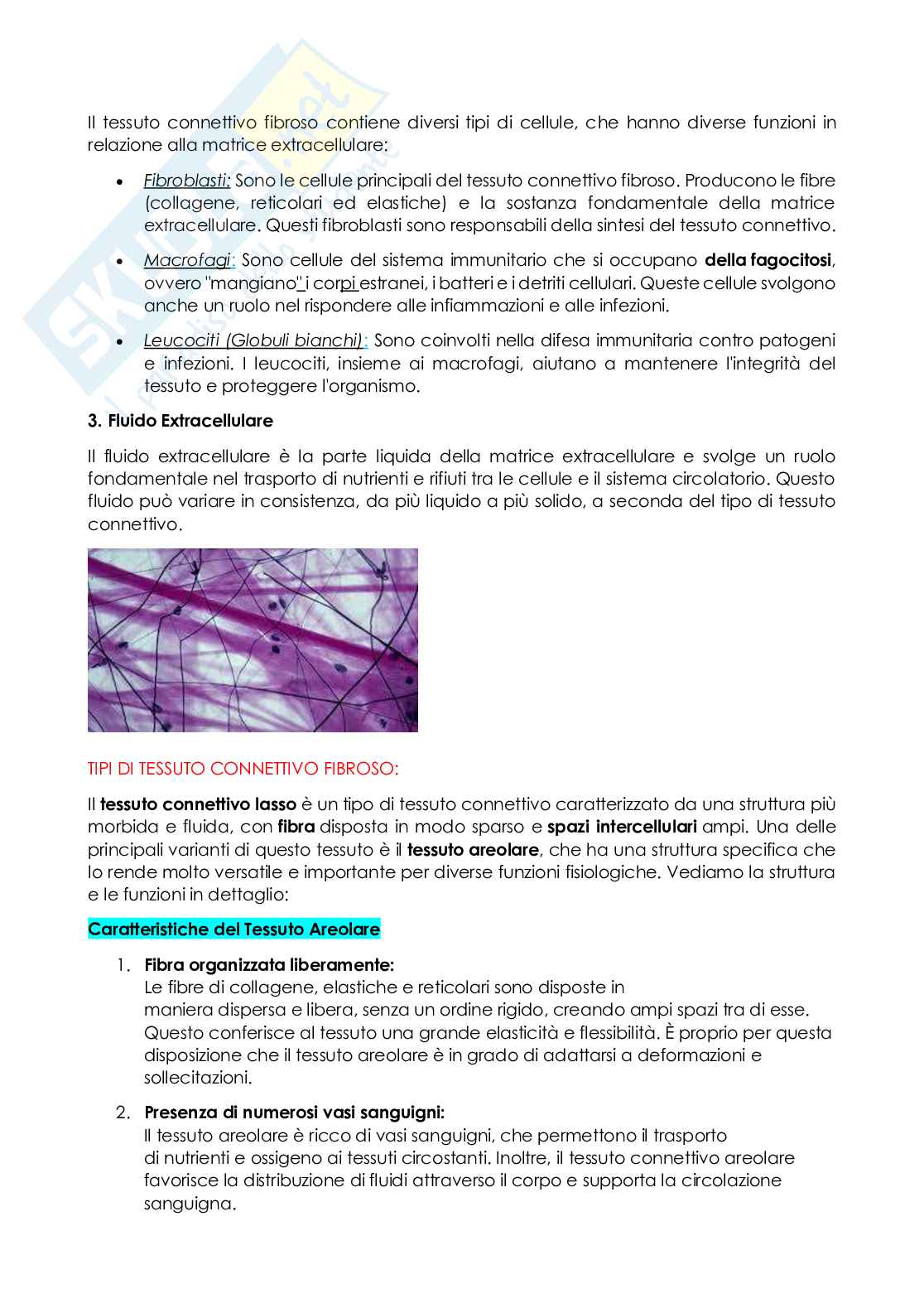 Anatomia e istologia Pag. 21