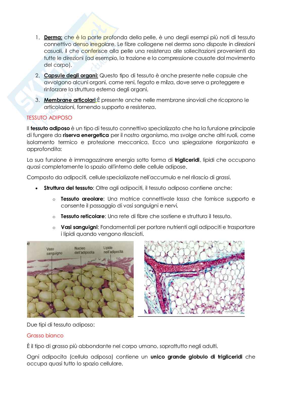 Anatomia e istologia Pag. 26