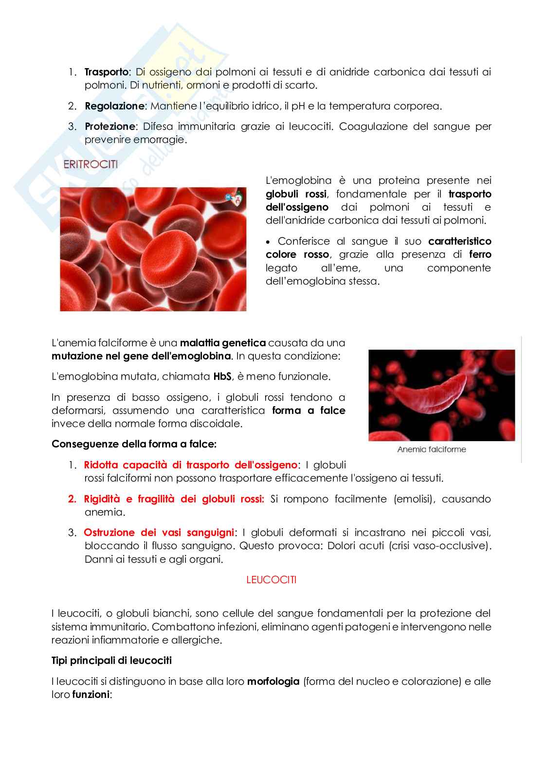 Anatomia e istologia Pag. 31