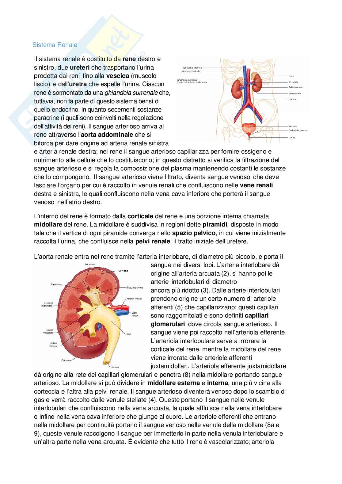 Fisiologia - terza parte  Pag. 1
