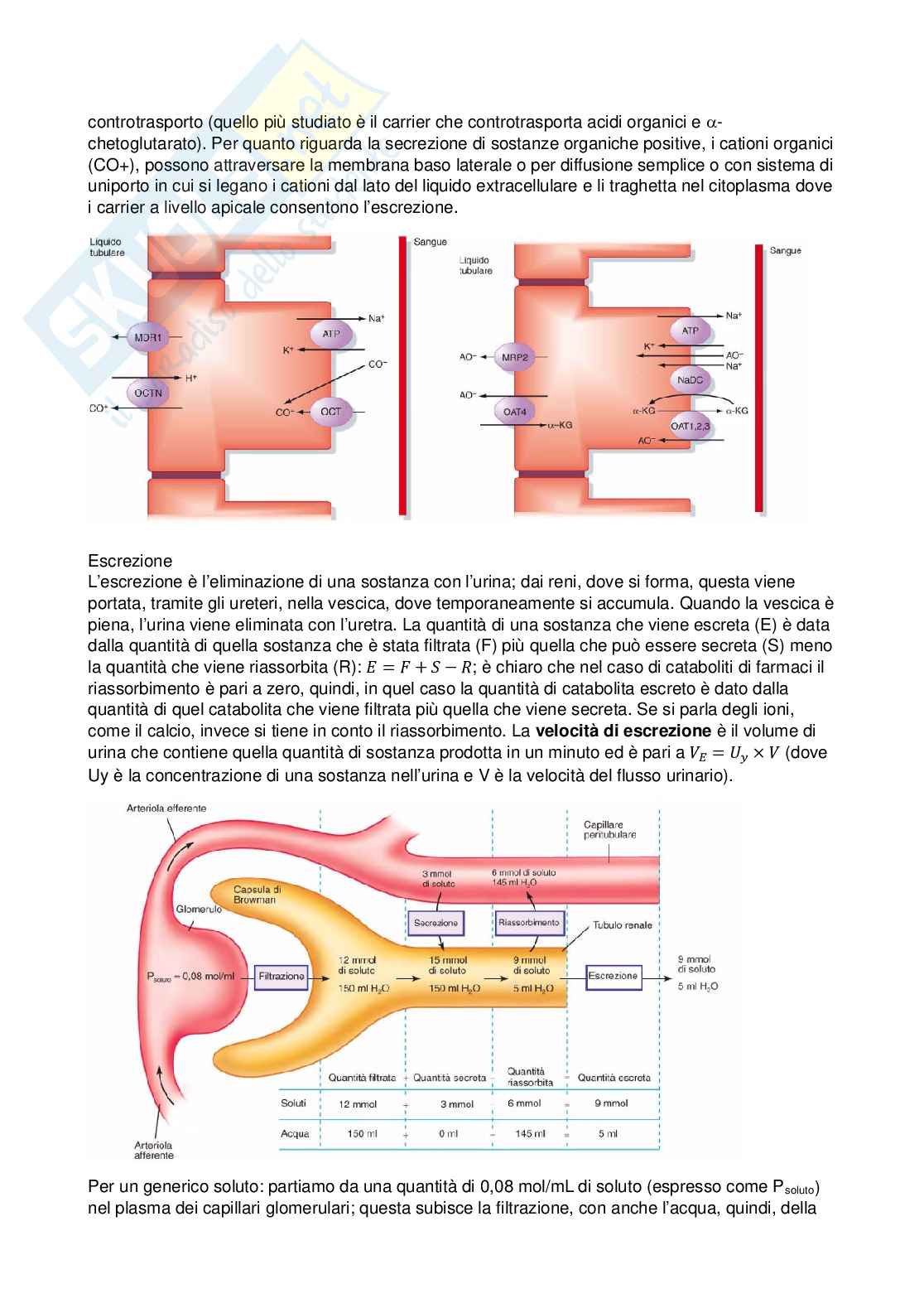 Fisiologia - terza parte  Pag. 11