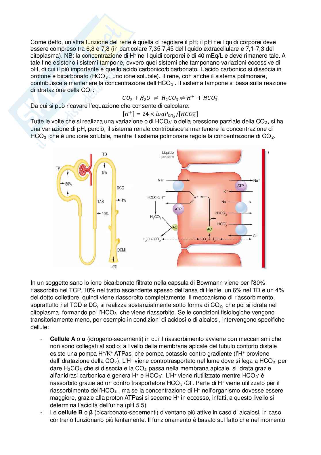Fisiologia - terza parte  Pag. 16