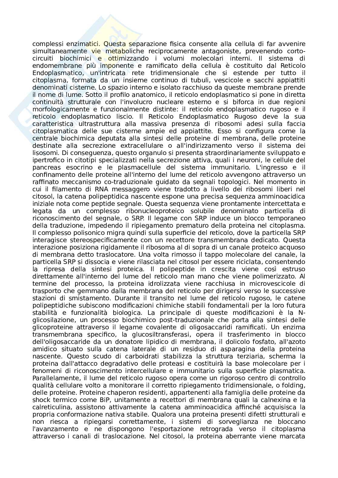Appunti Basi biologiche e metodi per le bionanotecnologie Pag. 26