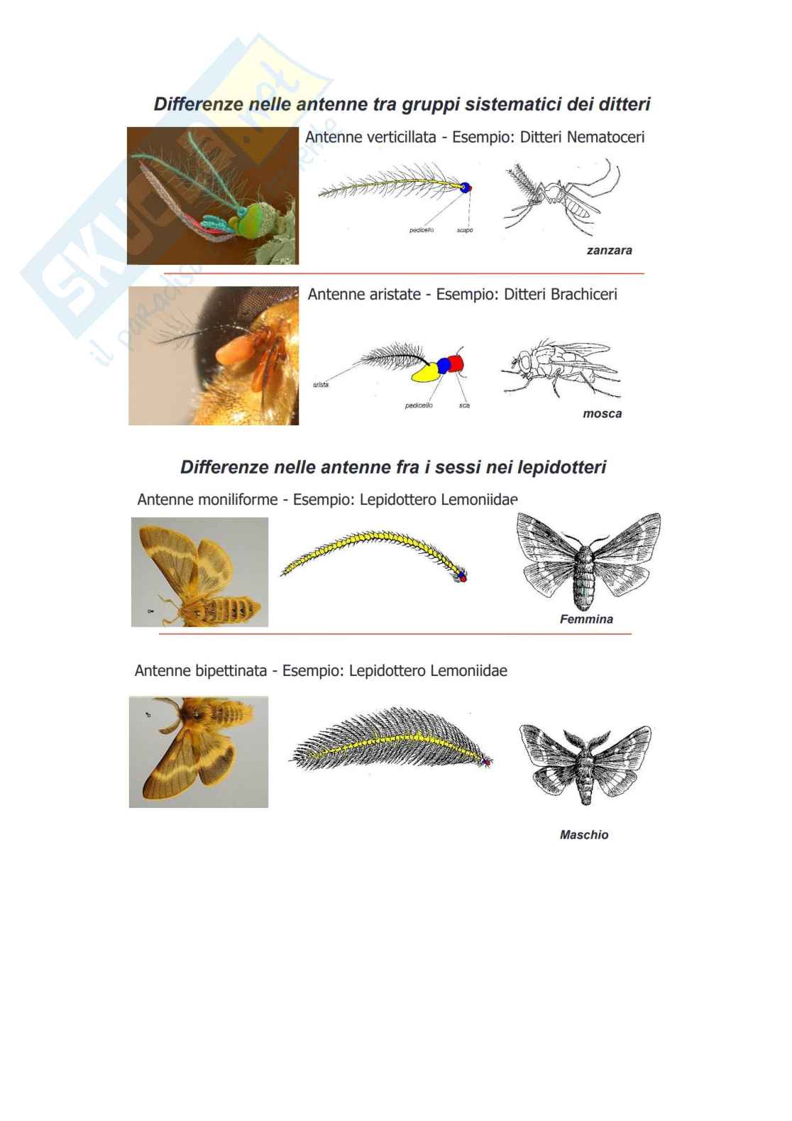  Entomologia merceologica e patologie in post-raccolta Pag. 16