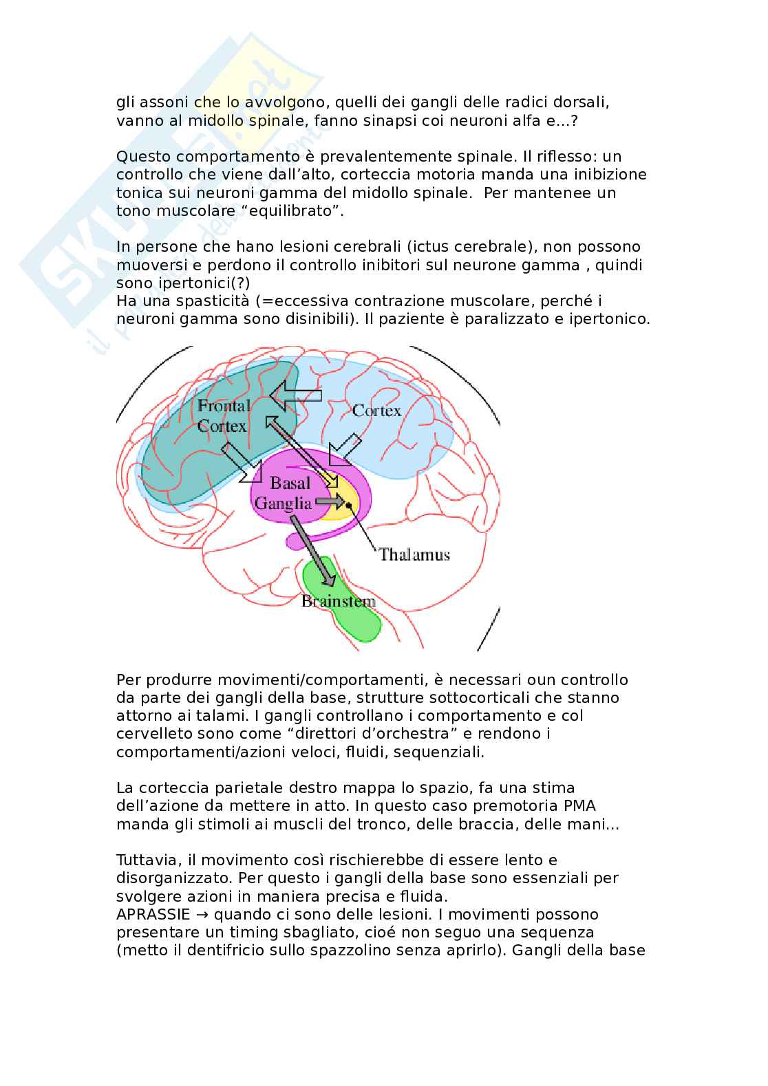 Fisiologia del movimento e organizzazione della retina Pag. 2