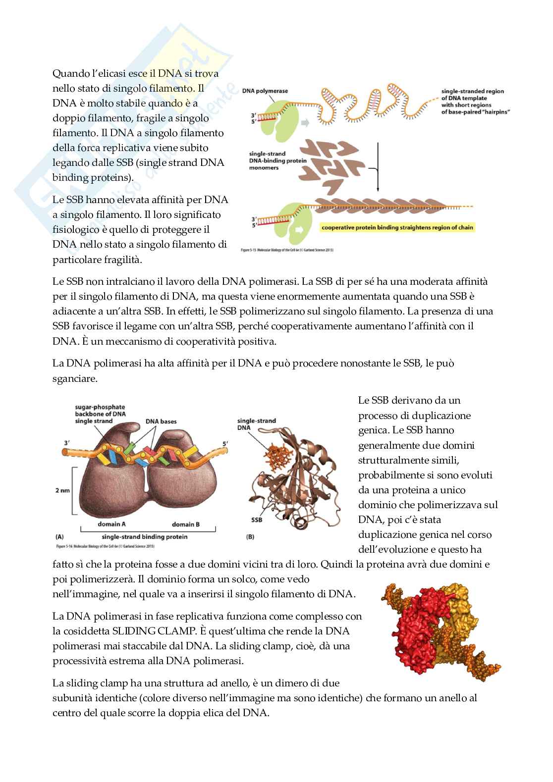 Biologia molecolare   Pag. 26