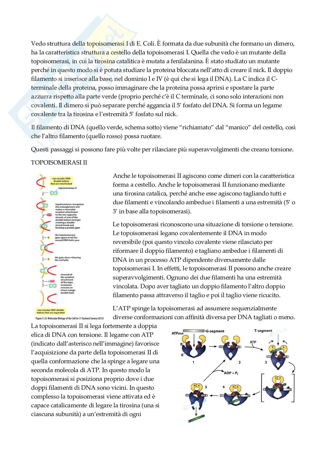 Biologia molecolare   Pag. 31
