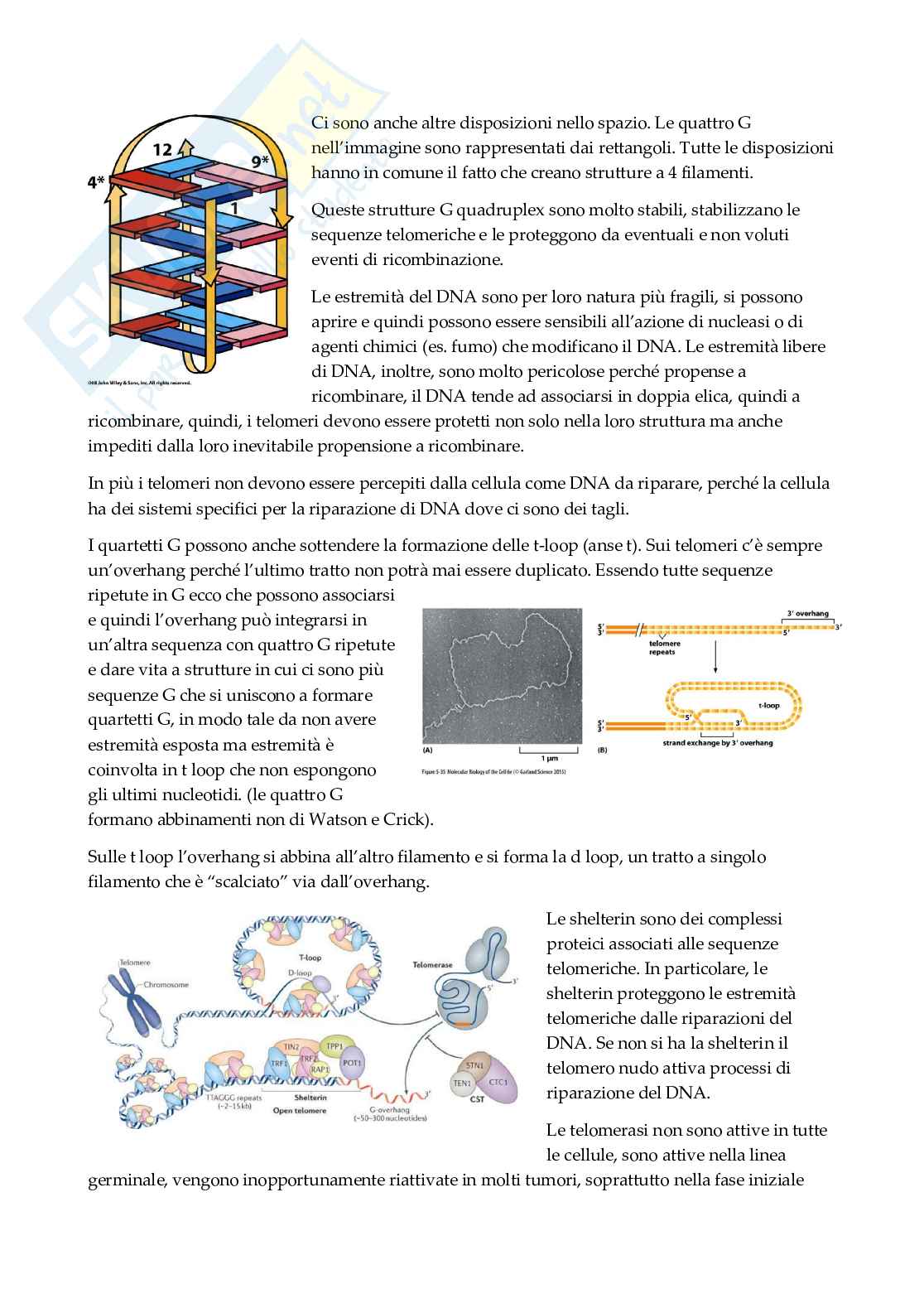 Biologia molecolare   Pag. 36