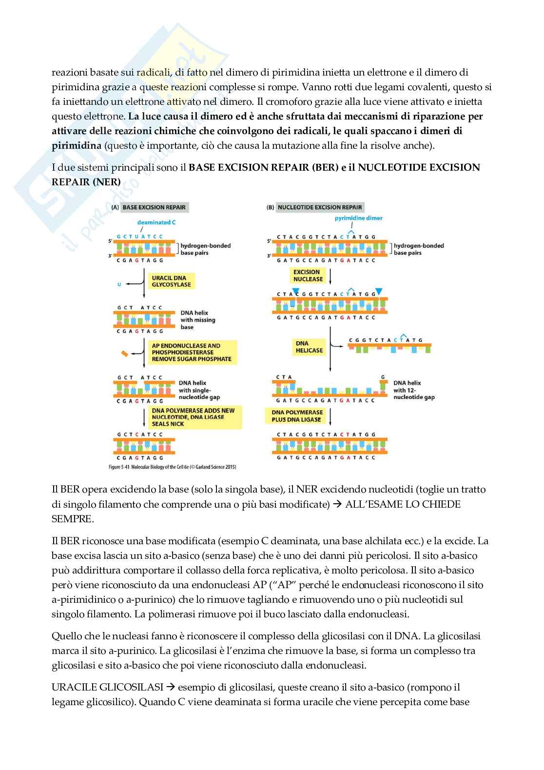 Biologia molecolare   Pag. 41