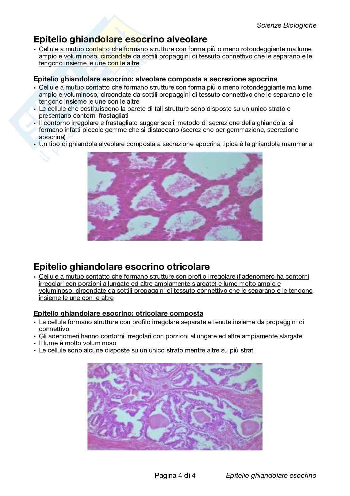 Come Riconoscere I Vetrini Istologici