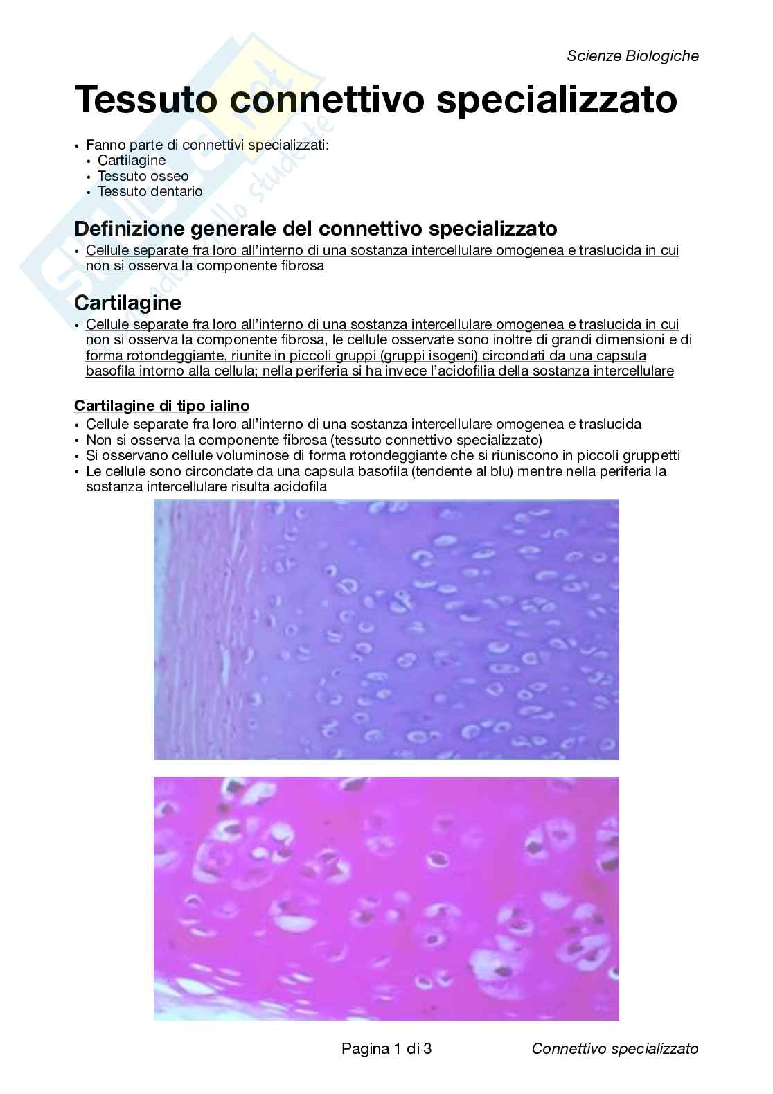 Come Riconoscere I Vetrini Istologici