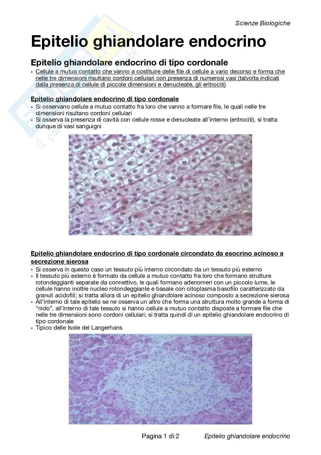 Come Riconoscere I Vetrini Istologici