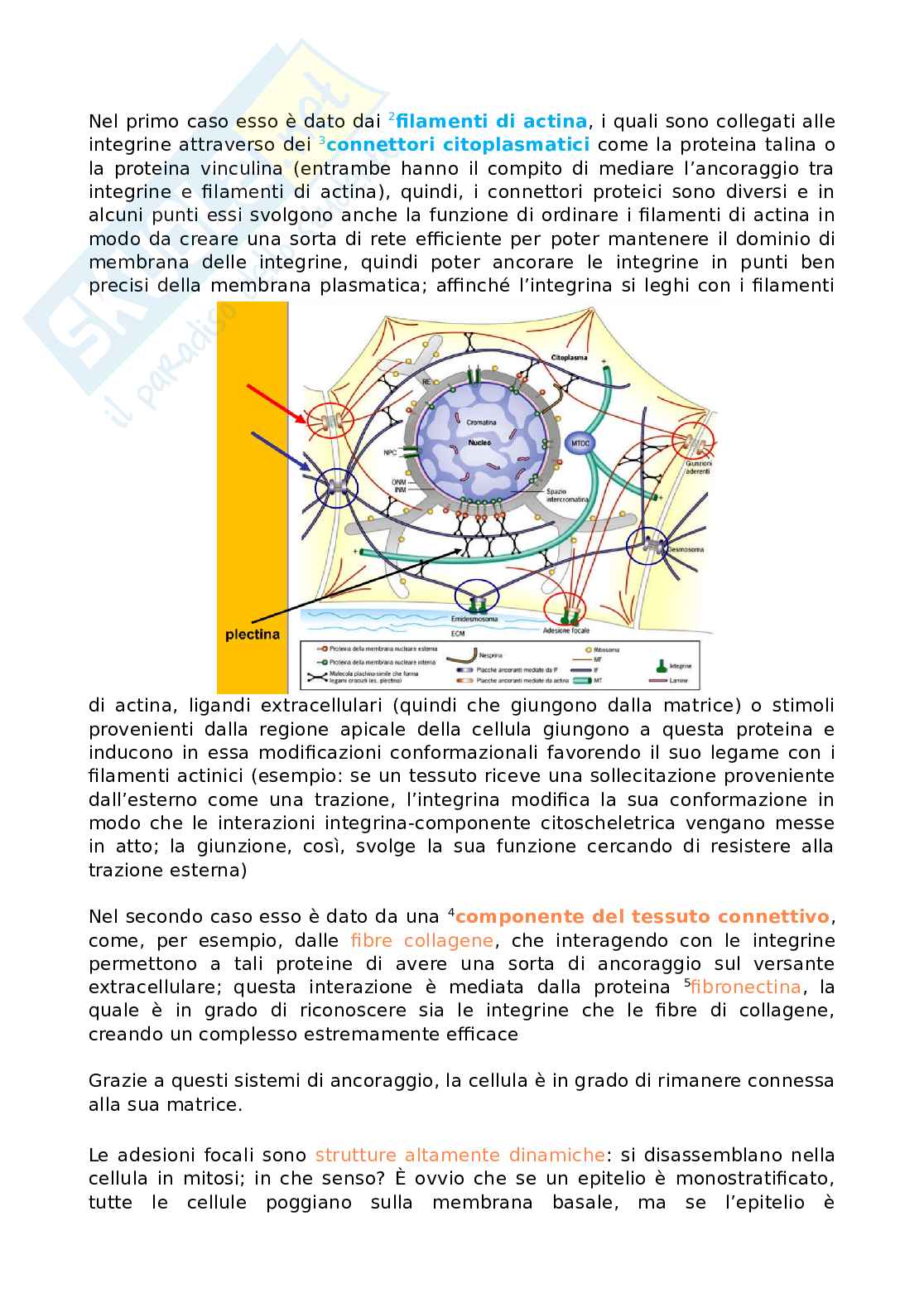 Giunzioni Pag. 11