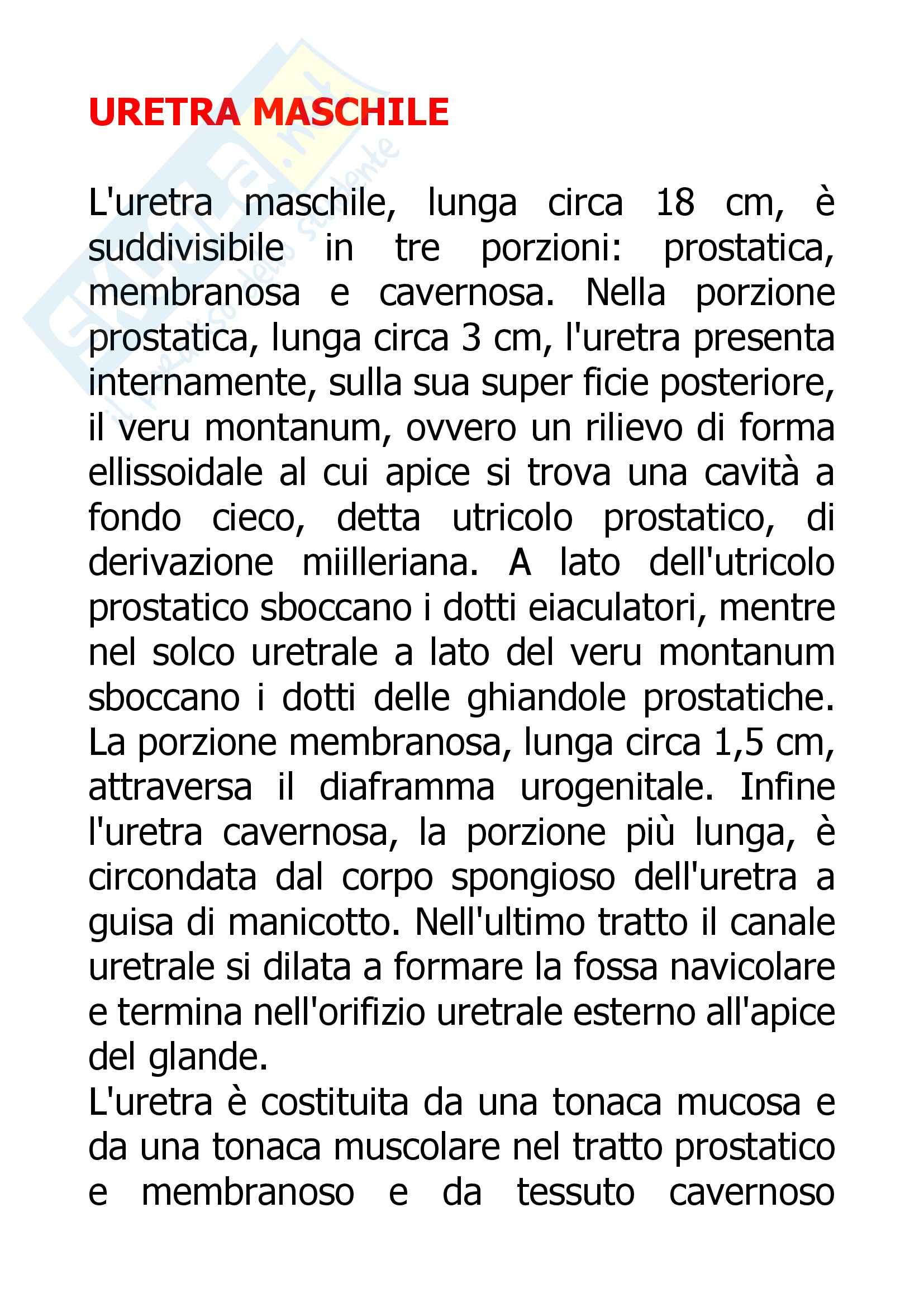 Nefrologia - uretere maschile Pag. 1