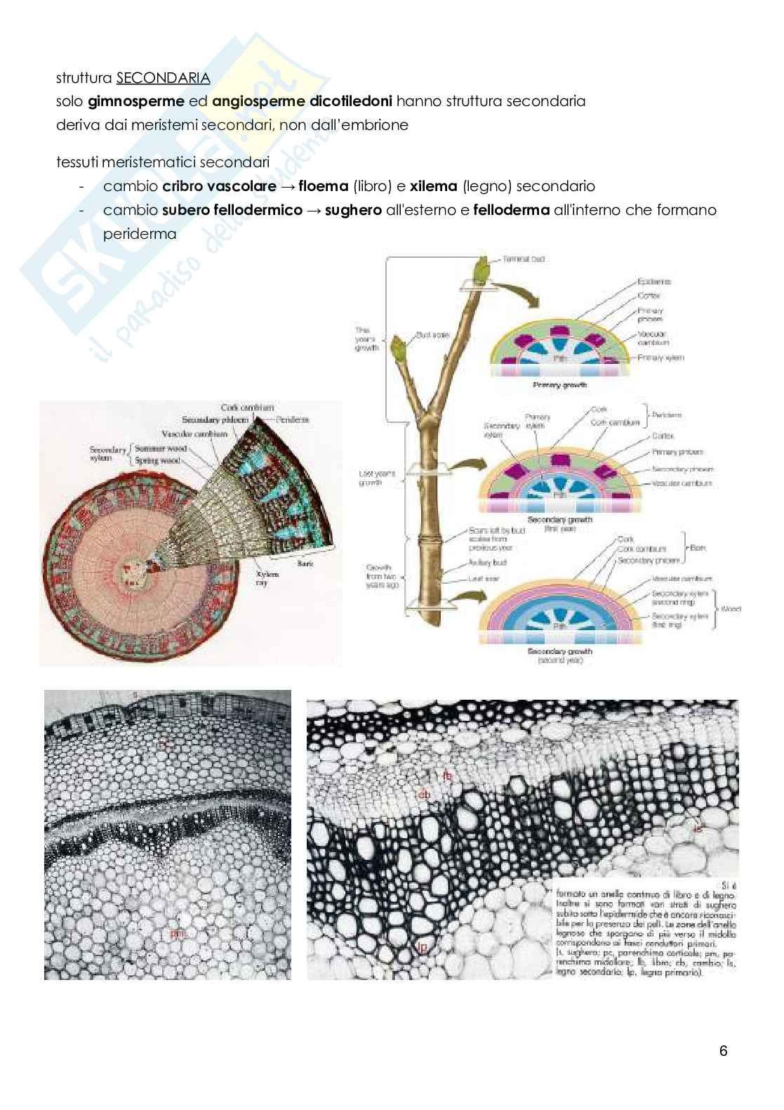 Botanica sistematica Pag. 6