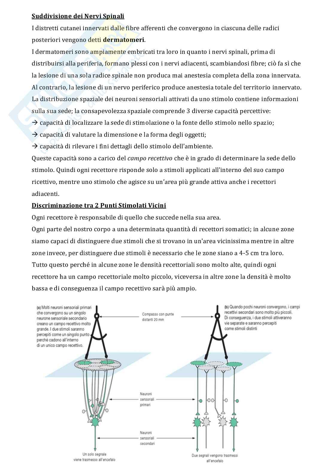 Appunti di Fisiologia adattato all'esercizio fisico  Pag. 31
