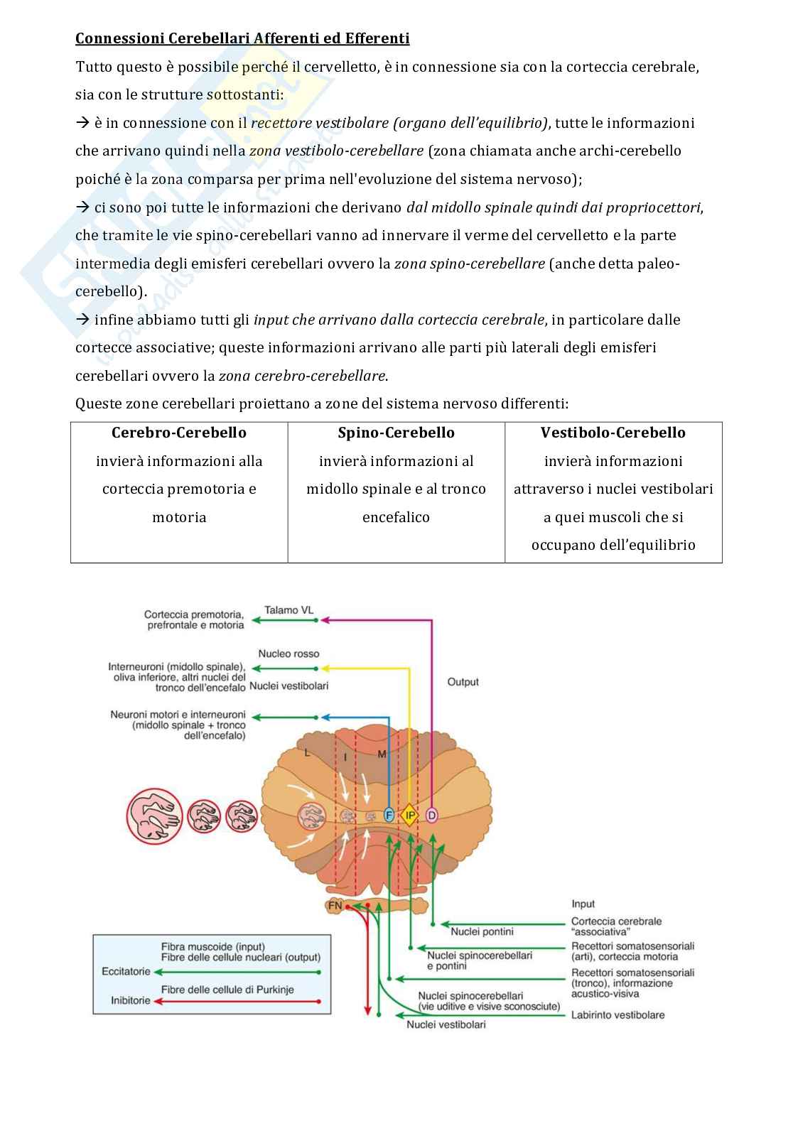 Appunti di Fisiologia adattato all'esercizio fisico  Pag. 61