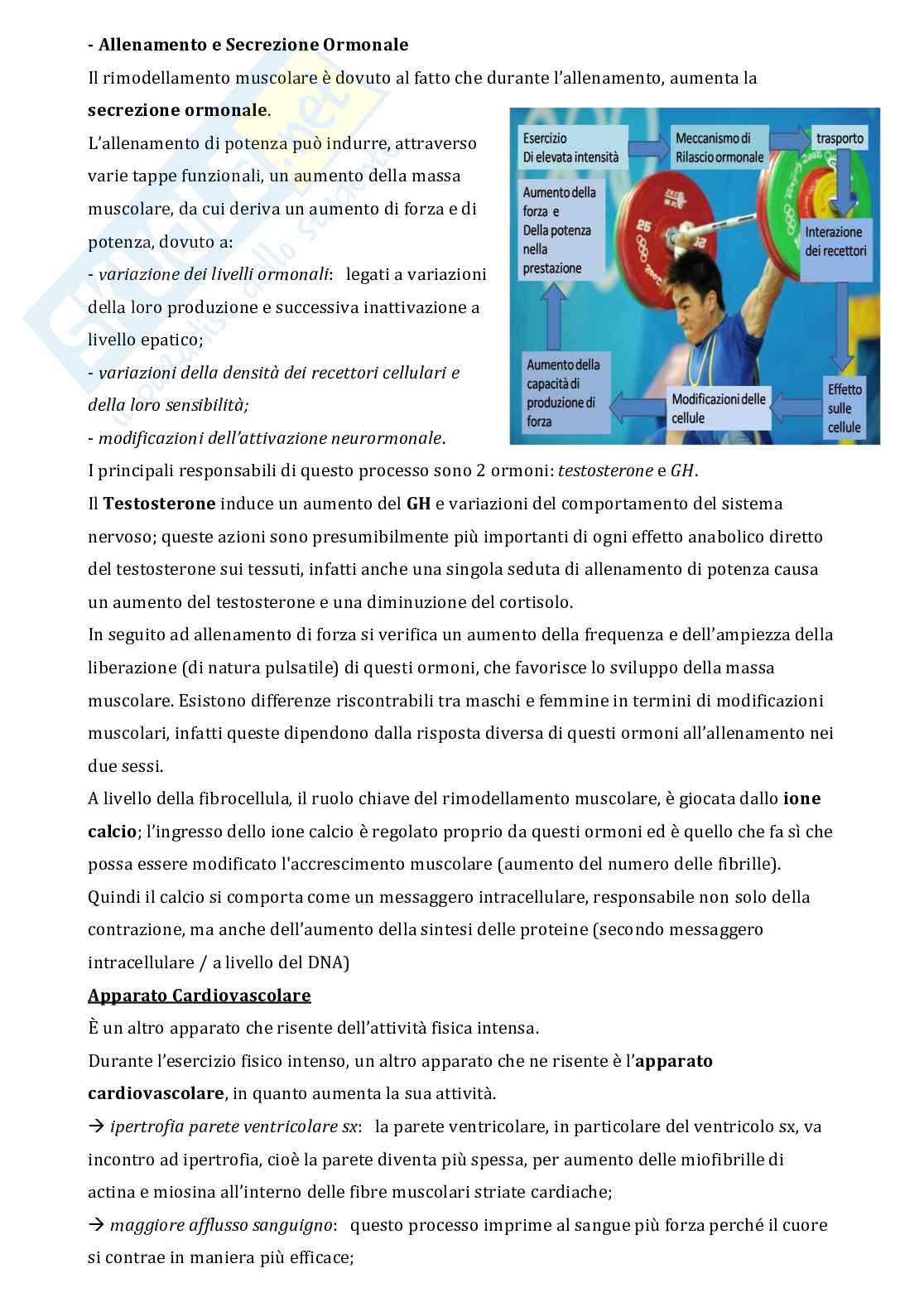 Appunti di Fisiologia adattato all'esercizio fisico  Pag. 91