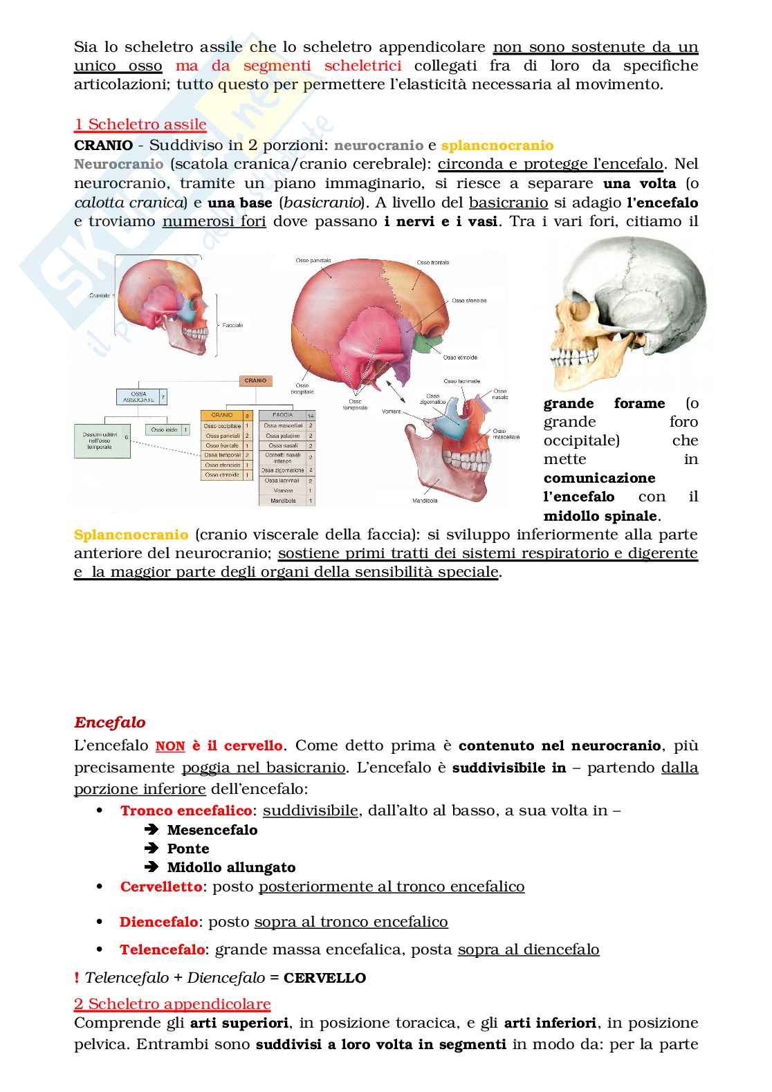 Apparato locomotore Pag. 2