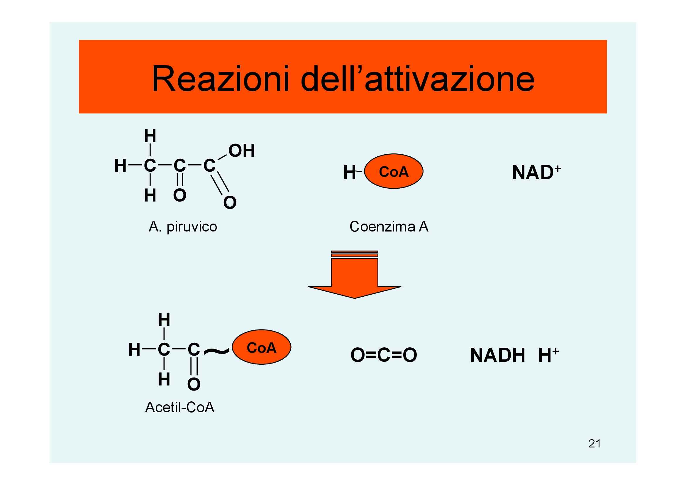 Biochimica - glicolisi Pag. 21