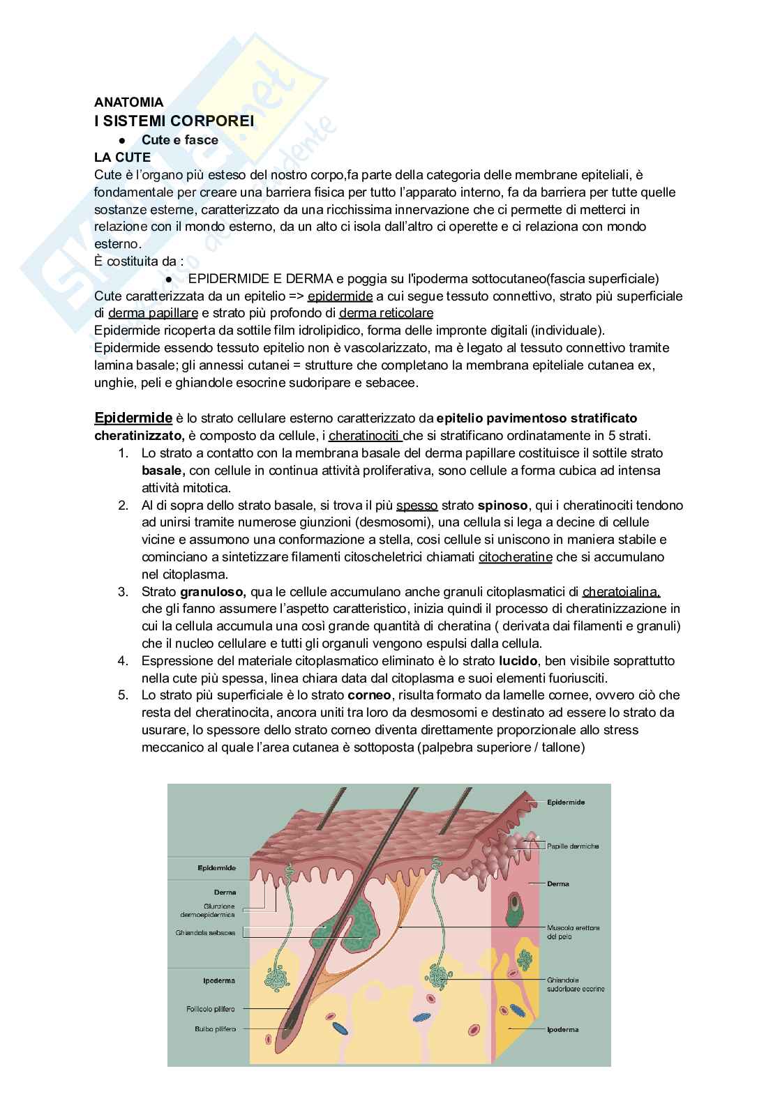 Anatomia umana - Primo parziale Pag. 1