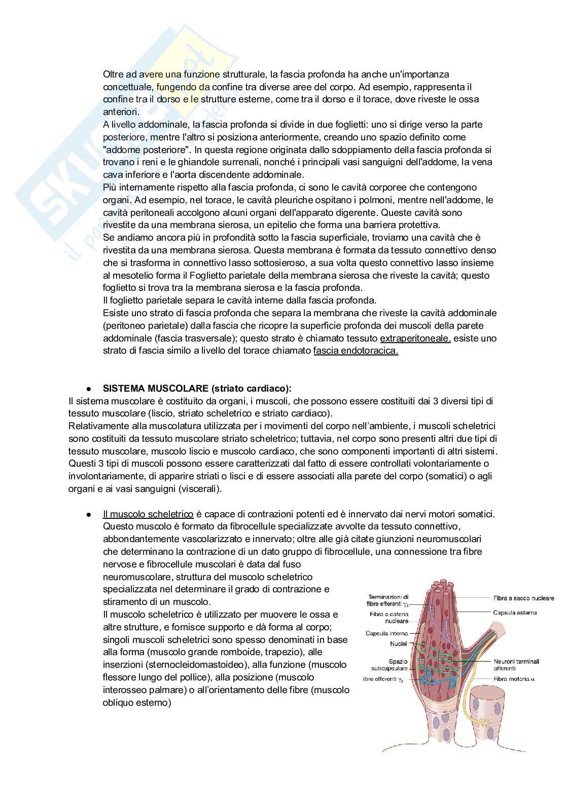 Anatomia umana - Primo parziale Pag. 6