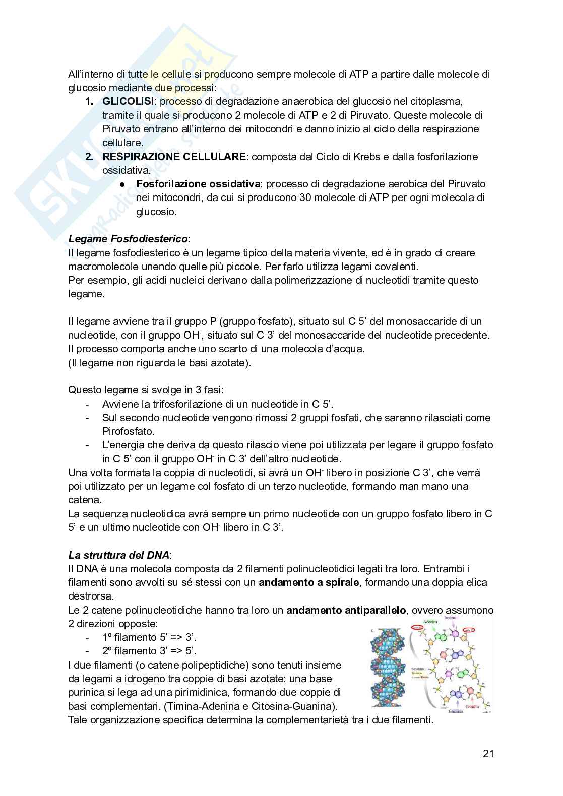 Riassunto esame Psicobiologia, Prof. Esposito Antonino, libro consigliato Basi biologiche dell'attività psichica, Mangia, Bevilacqua, Amicarelli, Fiorenza Pag. 21
