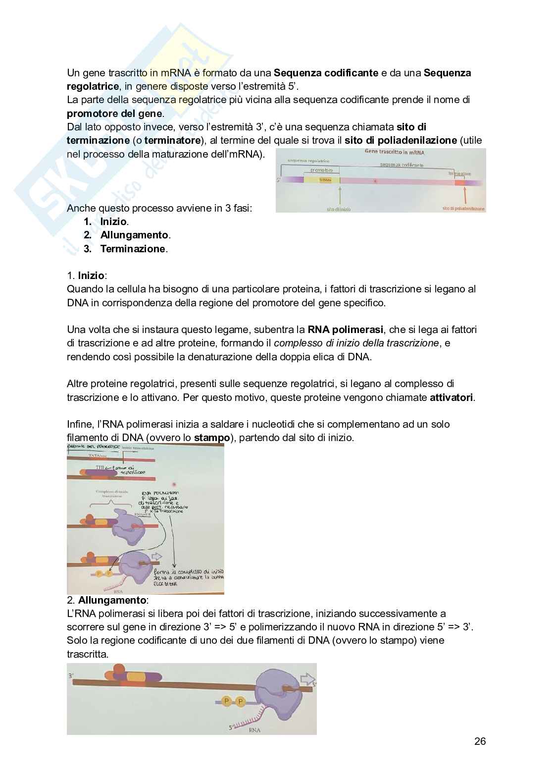 Riassunto esame Psicobiologia, Prof. Esposito Antonino, libro consigliato Basi biologiche dell'attività psichica, Mangia, Bevilacqua, Amicarelli, Fiorenza Pag. 26