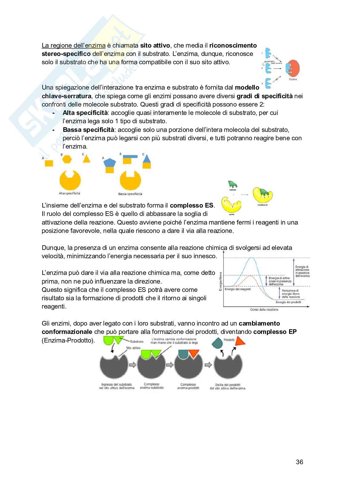 Riassunto esame Psicobiologia, Prof. Esposito Antonino, libro consigliato Basi biologiche dell'attività psichica, Mangia, Bevilacqua, Amicarelli, Fiorenza Pag. 36